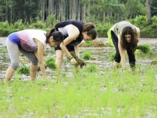 Sustainable agriculture and organic farming program in India