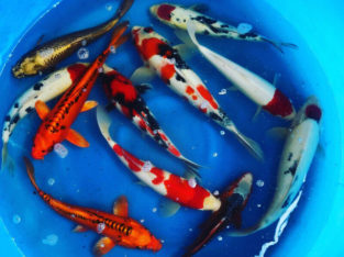 Genuine Koi Fish Flown In From Japan