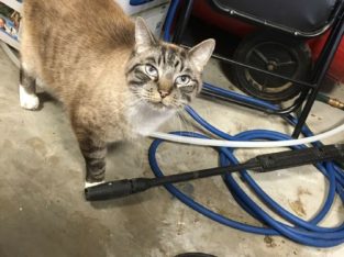 Wanted: Lost cat-Coquitlam bound