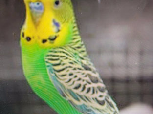 Lost Pet Bird budgie green and yellow