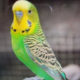 Lost Pet Bird budgie green and yellow