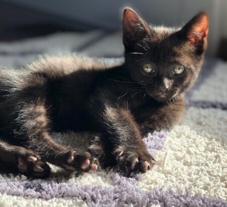 Black Male Neutered House Cat