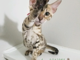 TICA registered Bengal kittens available