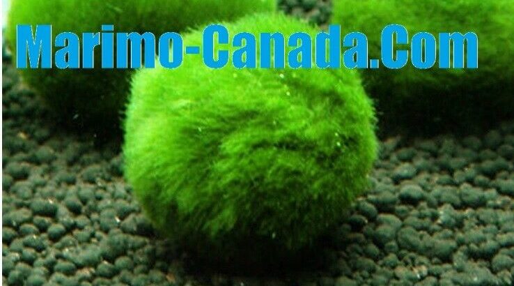 Marimo Moss Ball A Grade Live Aquarium Plant Free Shipping