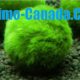 Marimo Moss Ball A Grade Live Aquarium Plant Free Shipping