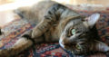PENSION FAMILIALE POUR CHAT CAT BOARDING