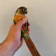 **Extremely Handtame** & Handfed Yellow Sided Red Factor Conure