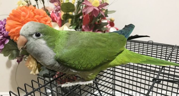 Green Quaker Parrot one year Old