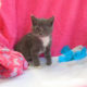 Adorable Russian Blue x Kittens Ready Now