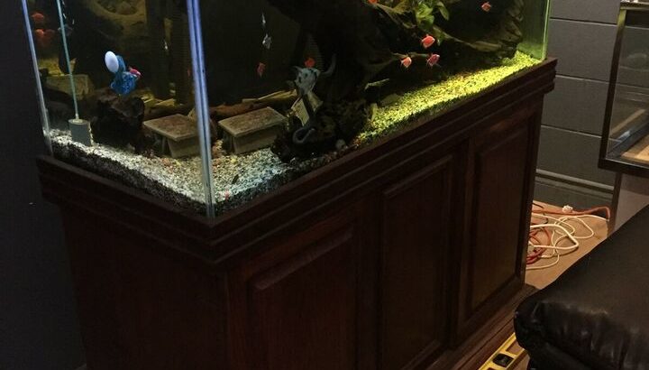 90 gallon aquarium