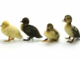Wanted: Ducklings, for hobby farm near Osoyoos