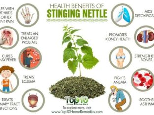 Boost your immune system naturally! Fresh Stinging Nettle