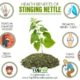 Boost your immune system naturally! Fresh Stinging Nettle