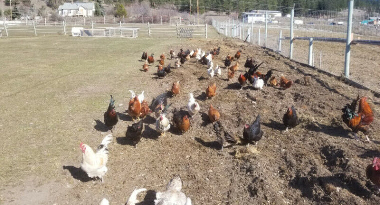 Pullets/Laying Hens/Chickens
