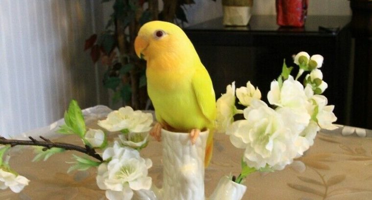 Rare, super tame Opaline Orange face Lutino baby lovebird!–SOLD