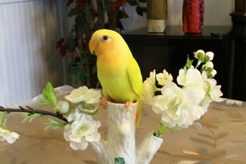 Rare, super tame Opaline Orange face Lutino baby lovebird!–SOLD