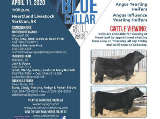 Blue Collar Bull Sale