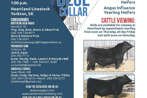 Blue Collar Bull Sale