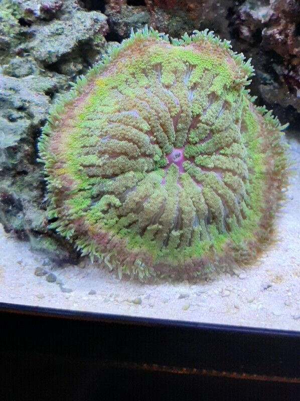 Live rock, corals, carpets, and others stuff