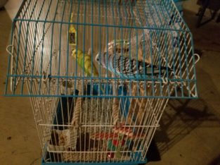 Parakeets – Includes 2 Birds, Cage & Food