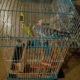 Parakeets – Includes 2 Birds, Cage & Food