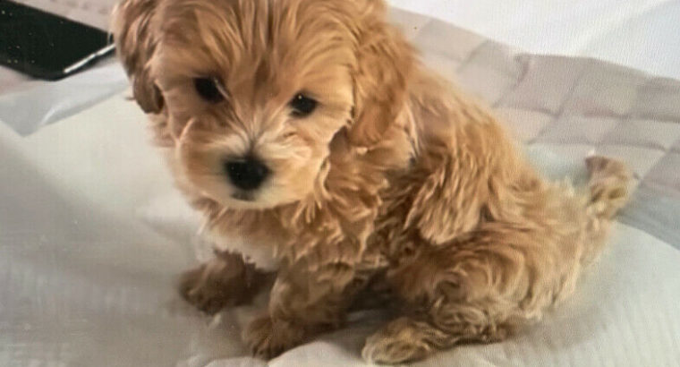 Wanted: Looking for Teacup maltipoo puppy
