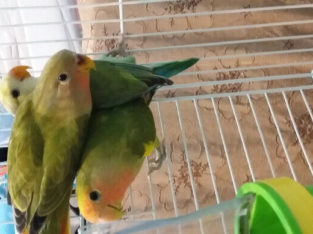 Lovebird babies