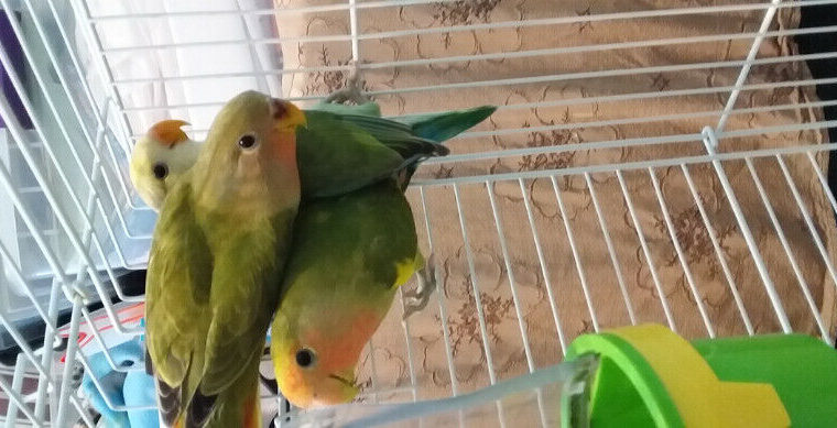 Lovebird babies