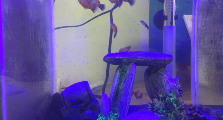Tropical fish & 10G fish tank(aquarium) for sale
