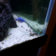 African cichlid iceburg fryeri hap