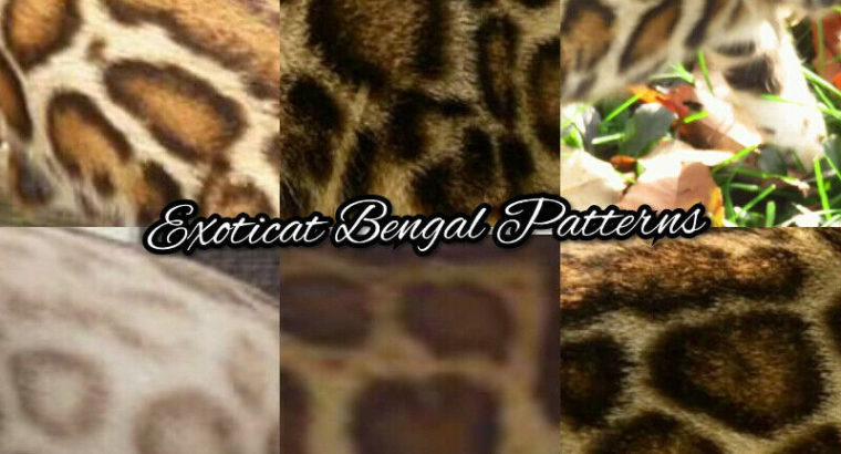 TOP Quality bengal kitten chaton bengal snow brown