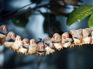 Wanted: Looking to adopt aa zebra finch
