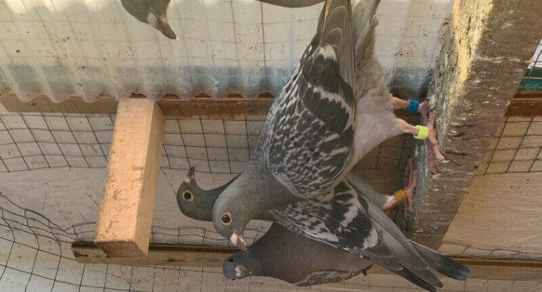 SUPER TAME handfed baby lovebird (whiteface blue)