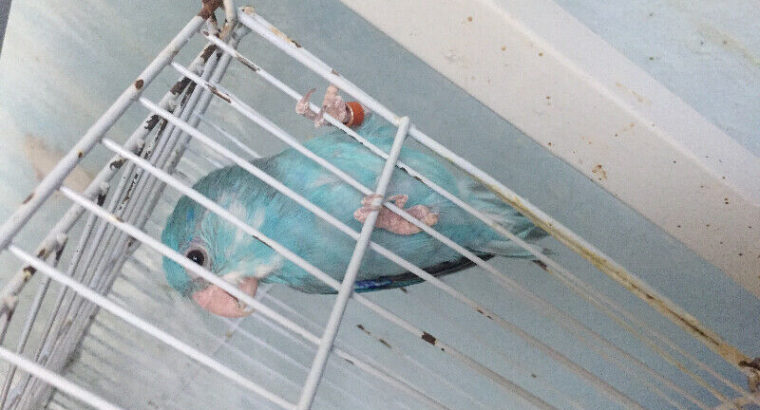 Parrotlet