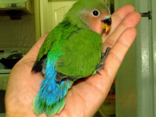 SUPER TAME handfed baby lovebird (peachface green)==ON HOLD