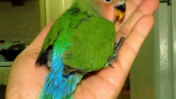 SUPER TAME handfed baby lovebird (peachface green)==ON HOLD