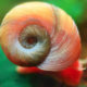 Healthy and good size Ramshorn snails – 12 for $10.00
