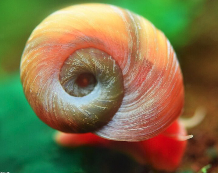 Healthy and good size Ramshorn snails – 12 for $10.00