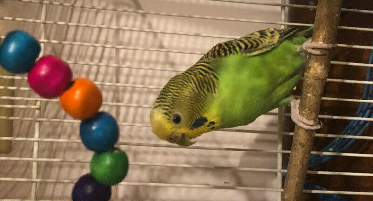 Female budgie