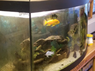Aquarium For Sale ( Fish tank )