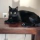 Black Male Neutered House Cat