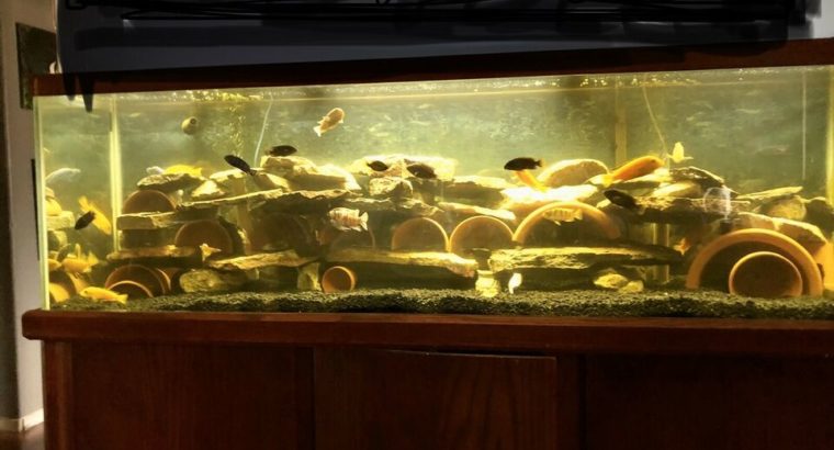 Multiple Fish tanks