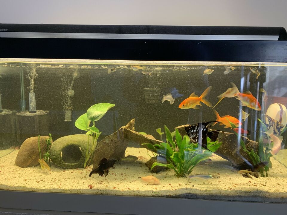 Wanted: 45gallon fish tank with stand