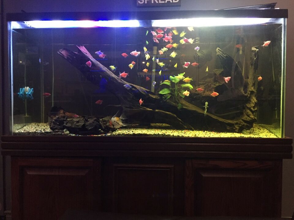 90 gallon aquarium