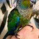 Two young conures