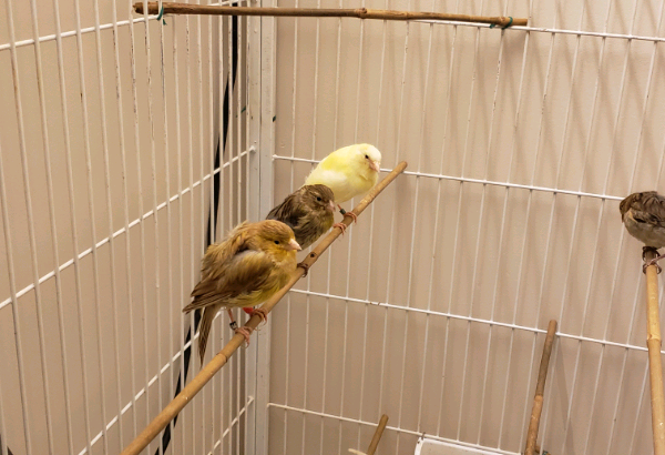 Frill canaries