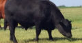 Angus Influence Bulls for Lease or Sale