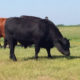 Angus Influence Bulls for Lease or Sale