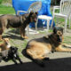 COME TO ME DOG TRAINING, BOARDING AND DAYCARE (central coquitla)