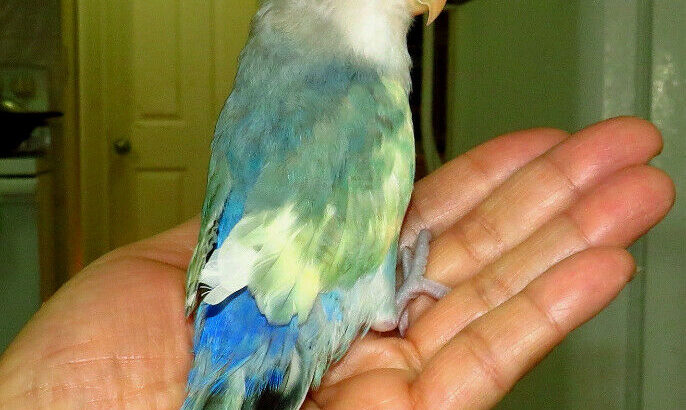 SUPER TAME handfed baby lovebird (whiteface blue)